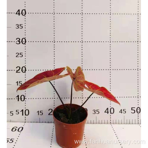 caladium hongjincan natural plants